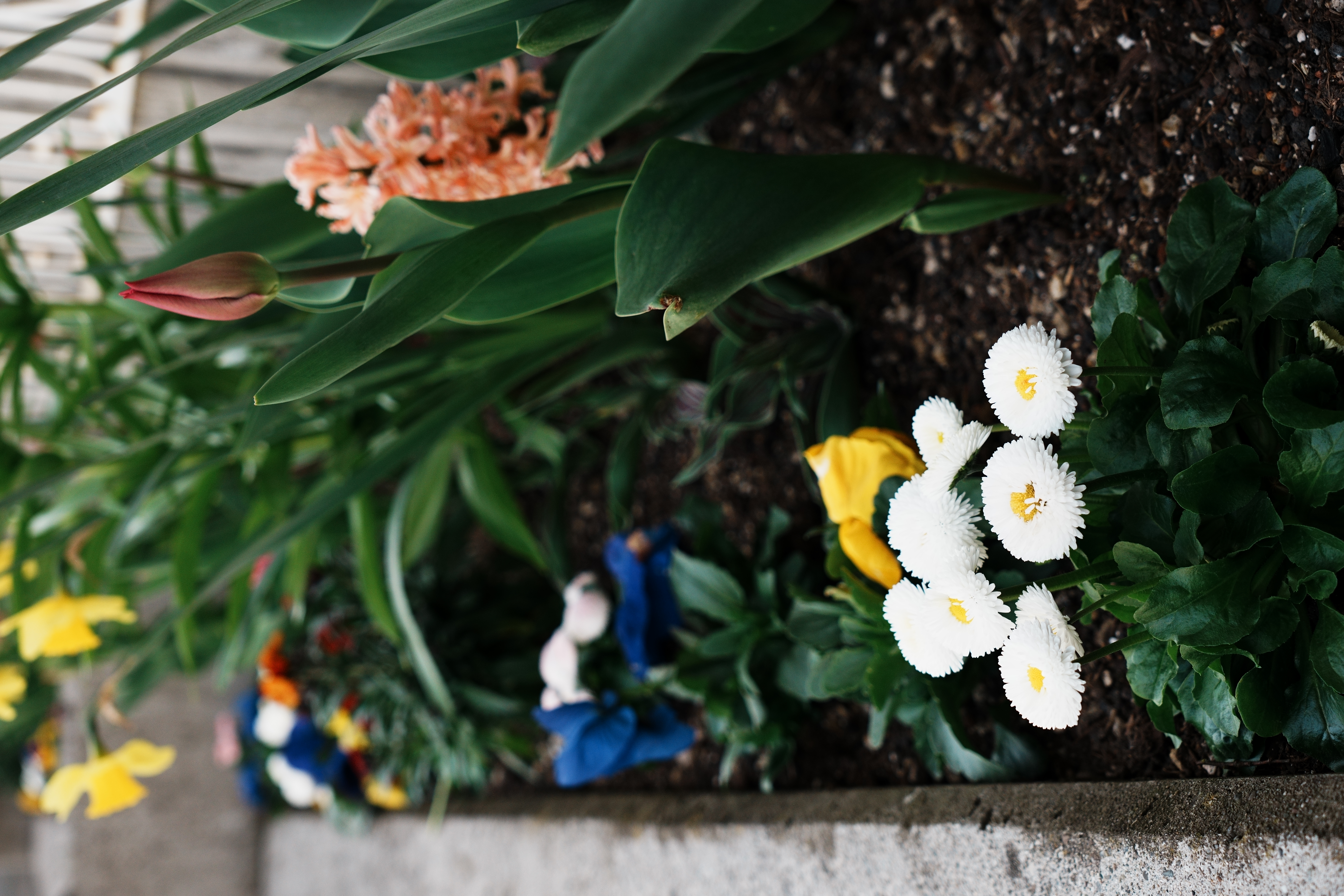 Frühlingsblumen — Garten