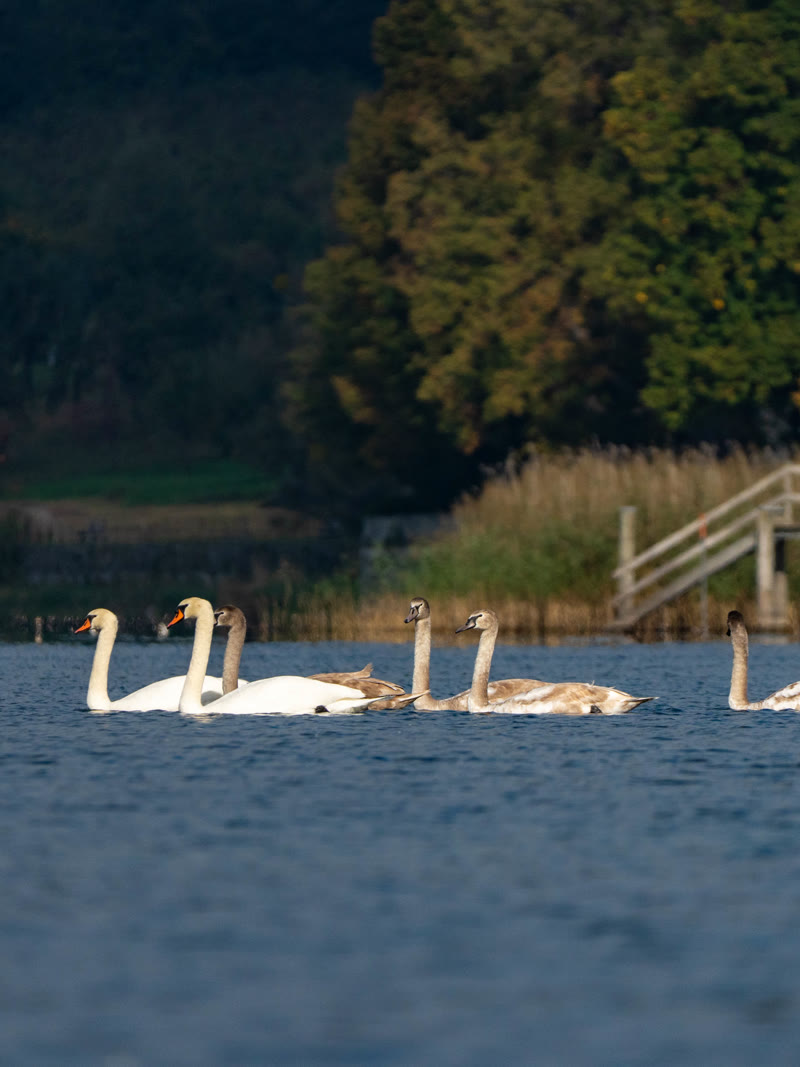 Schwäne auf dem Bodensee