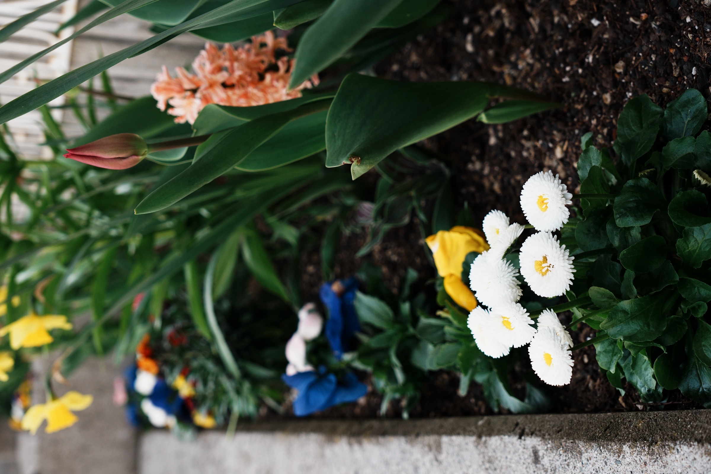 Frühlingsblumen — Garten