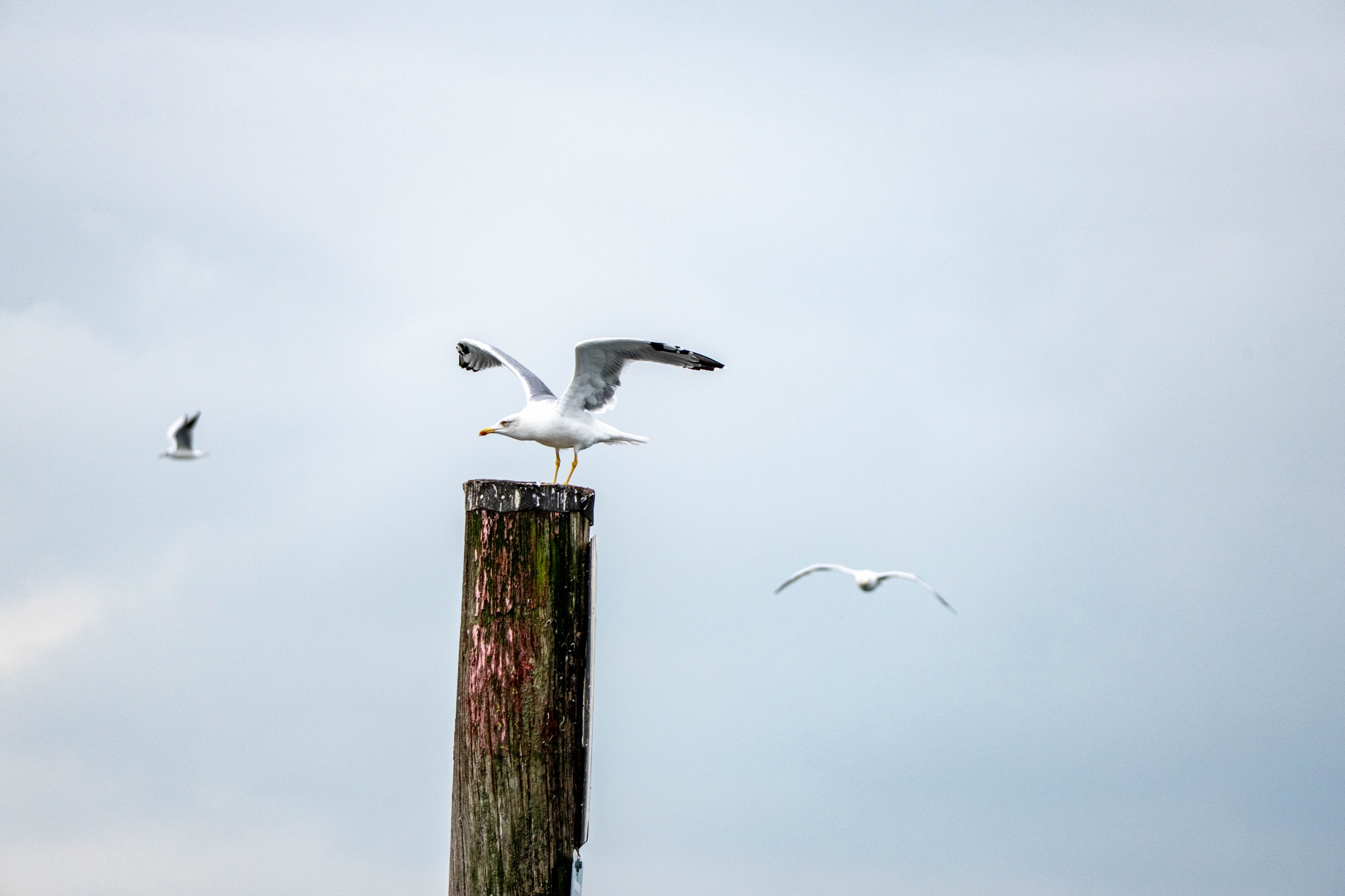 Möwe auf Pfahl am Bodensee