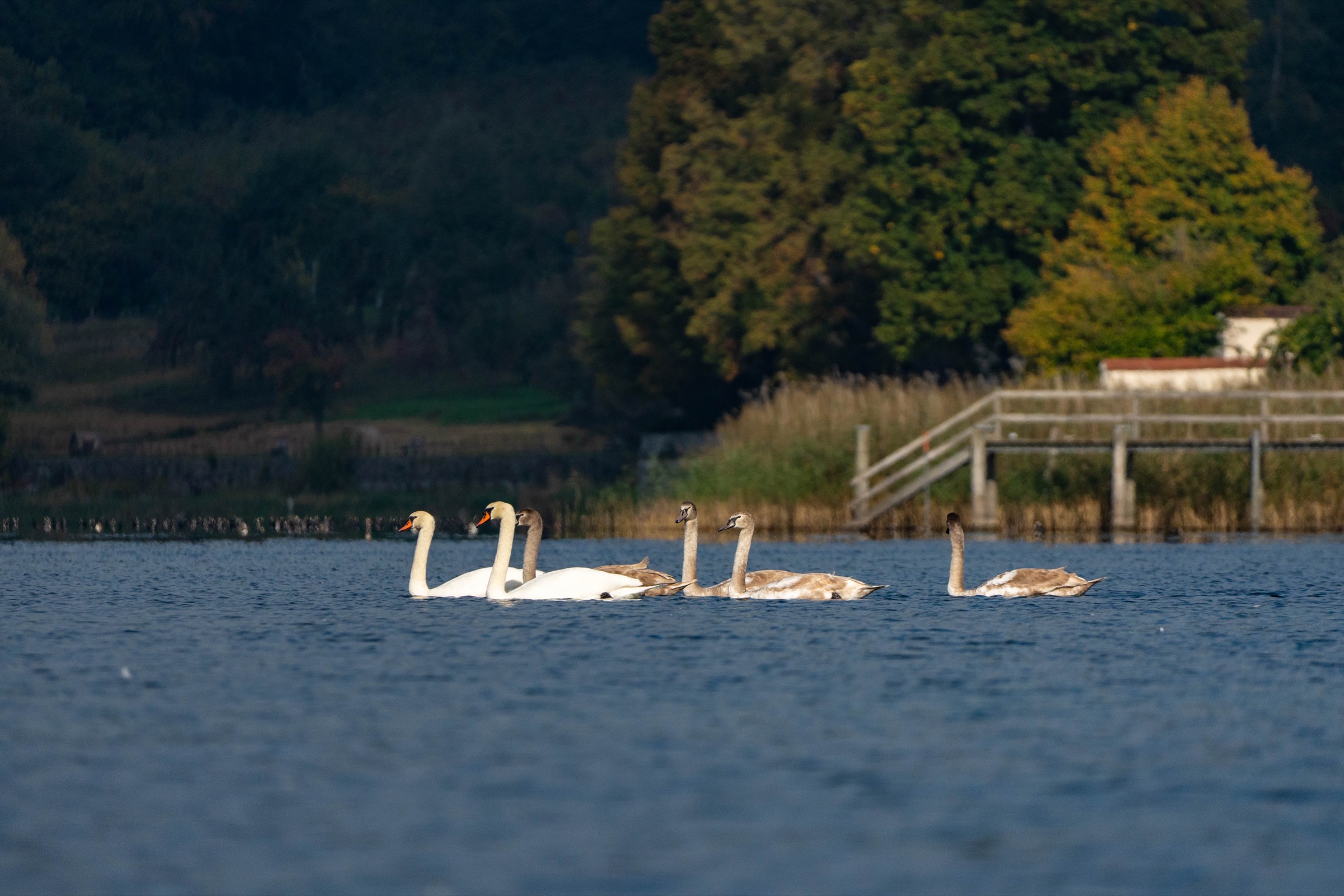 Schwäne auf dem Bodensee